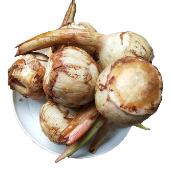 云南农家野地慈姑茨菰白茨菇菇新鲜马蹄芽5斤蔬菜种苗疏菜慈菇4000g