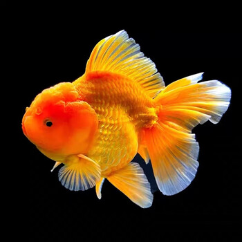 精品泰狮金鱼淡水冷水观赏鱼活体百褶裙黑泰狮红泰狮宠物金鱼国粹68cm