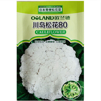 唯友欧兰德青梗松花种籽川岛白玉花菜种子耐热农家春秋季菜花种籽
