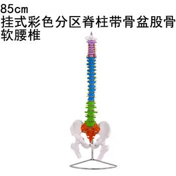 脊柱模型品牌及商品- 京东