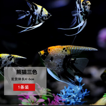 燕鱼野生埃及秘鲁熊猫燕鱼七彩神仙热带观赏鱼合集活体熊猫三色46cm条