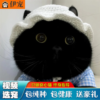 黑猫宠物新款- 黑猫宠物2021年新款- 京东