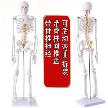 人体骨骼模型170品牌及商品- 京东