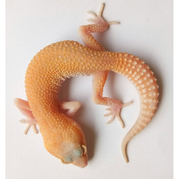 繁殖无毒可爱懒人宠物雪花柠檬霜萝卜银河豹纹守宫活体无纹红眼暴龙