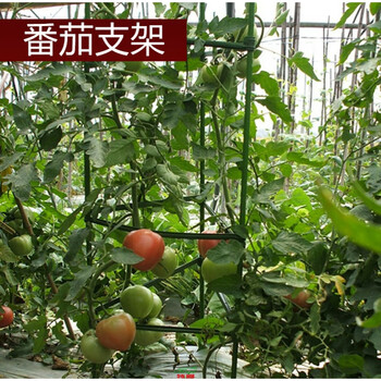 植物支架豆角番茄黄瓜爬藤支撑杆支柱包塑钢管葡萄百香果棚架直径8mm 长度90cm 特小 图片价格品牌报价 京东