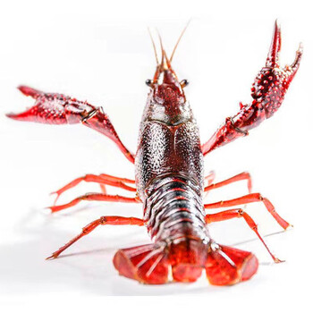 小龙虾鲜活789钱盱眙洪泽湖大青虾红壳淡水虾清水活虾生鲜4斤