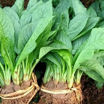 正宗高州甜麦菜苗四季甜麦菜苗大宽叶秧苗春季菜苗栽种带泥收货 正宗