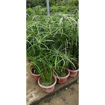 风车草水竹盆栽水棕竹庭院公园水生水培植物龟鱼缸池塘绿植旱伞草