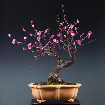 四季梅花苗美人梅腊梅花树苗庭院盆栽茶花海棠三角梅不含盆 榆叶梅 四