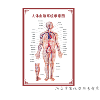 人體內臟解剖系統示意圖醫學骨骼肌肉器官血管血液結構圖醫院海報