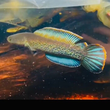 萌小鼠幻彩蓝宝石幻蓝雷龙鱼非巴卡七彩奶茶火背雷龙鱼苗食肉鬼王蓝