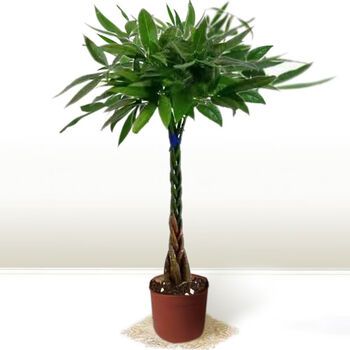 不含盆 60-80cm辫子发财树 肥 彩带