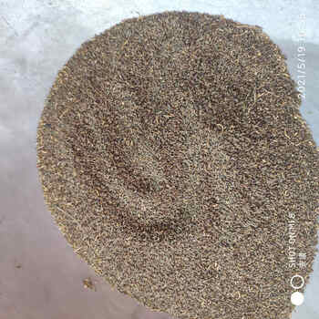 北京同仁堂沙蒿籽中药材沙蒿子新鲜干货50克500克纯净货农家原料多