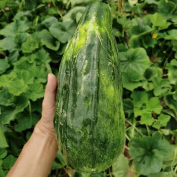 格沃斯(gewosi)家乡特产湖南益阳自种绿荫瓜菜瓜当季水果现摘现发解暑