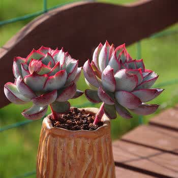 *轻奢淑离(shuli)【多肉】新品杂交橙梦露多肉植物雪