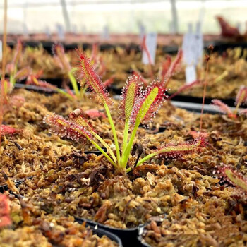 食虫植物捕蝇草盆栽迷你花卉绿植盆景地摊趣味植物 宽叶好望角茅膏菜3