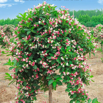 百萌(bai meng)6cm粗 五彩锦带花树盆栽锦带苗别墅庭院耐寒大型风景树