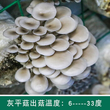 包鸡枞菇黑皮鸡枞黑鸡枞家用鸡枞人工种植包 灰平菇1包350g(买二发三)