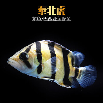 活体鱼精品稀有观赏鱼中大型鱼龙鱼配鱼三间鱼热带鱼淡水鱼泰北虎18 cm 图片价格品牌报价 京东