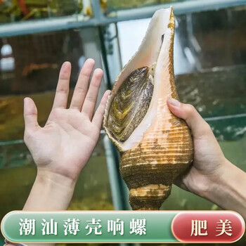 皓谦潮汕薄壳响螺鲜活野身大红螺海响螺超大只海鲜水产海螺类2斤1个