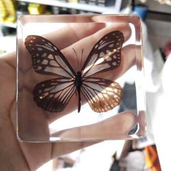 动物标本幼儿园教学儿童玩具动物真昆虫蝴蝶树脂标本琥珀摆件蜻蜓s