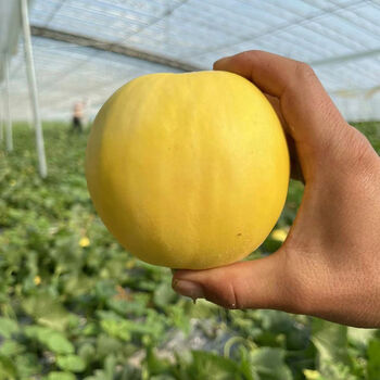 小蜜蜂甜瓜新鲜蜜罐甜瓜山东临沂沂蒙山孕妇新鲜当季整箱 小蜜蜂甜瓜