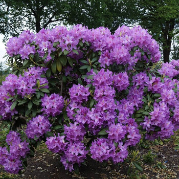 【虹越】2021新品 高山杜鹃花盆栽苗 庭院花园露台常绿花灌木 凯特