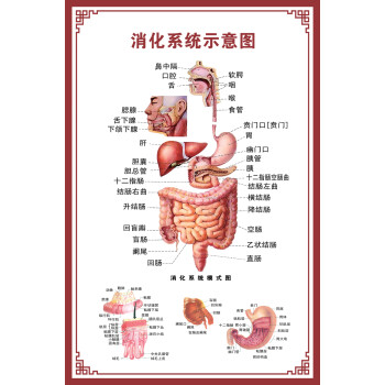 景超富康消化腸道系統結構示意圖醫學掛圖血液人體生殖器官醫院解剖圖