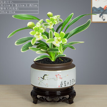兰花盆栽四季兰花墨兰凤凰冠大果冠室内植物客厅花卉办公桌面绿植鸟语花香484 凤凰冠 送pvc接水底座 带盆栽好 图片价格品牌报价 京东
