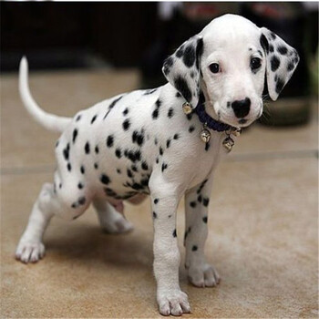 纯种斑点狗幼犬短毛斑点犬大麦町活体大麦町犬狗活体活物斑点犬幼犬幼