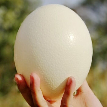 国产超特大鸵鸟蛋新鲜鸸鹋蛋食用蛋大号 新鲜蛋2