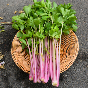 寿光蔬菜种子 山东土芹菜种子 四季芹菜种子 香芹小芹菜籽 芹菜苗