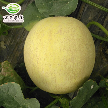 万贝农庄甘肃武威民勤沙漠白兰瓜瓜州银蒂蜜瓜新鲜水果西北兰州甜瓜