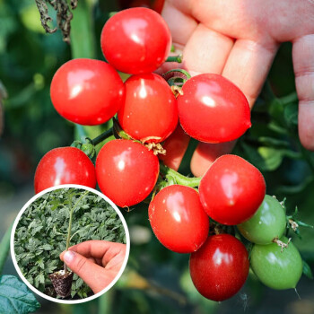 西紅柿苗大全蔬菜苗小番茄苗批發盆栽普羅旺斯秧苗廣東山東壽光菜苗子