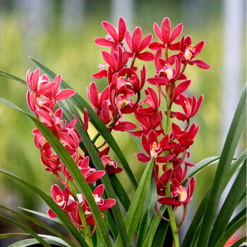 超香兰花苗红将军室内盆栽四季兰建兰草阳台红将军8苗连体不含盆
