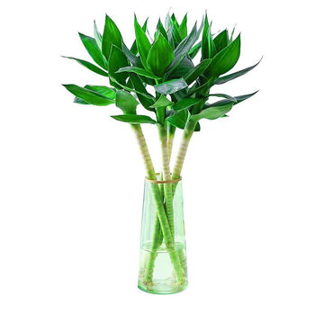 mppmck文昌竹绿植花卉植物室内花富贵竹水养开运转运竹带根 4支 绿色