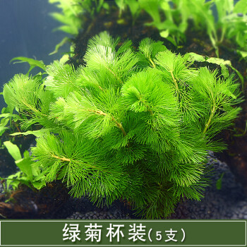 鱼缸造景后景活体阴性淡水植物真水草沉木丁香绿菊水族箱装饰绿菊1杯5支 全部水草3种起发 图片价格品牌报价 京东