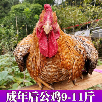 金芦花鸡种蛋受精蛋可孵化鸡蛋汶上芦花鸡受精蛋土鸡苗受精卵纯种 10