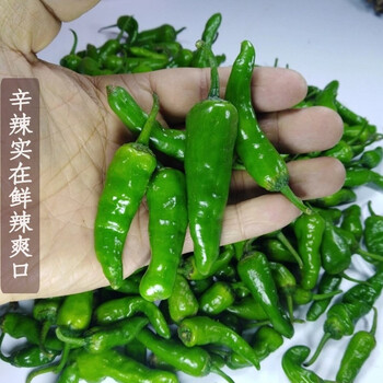 余干小青辣椒 小青椒 农家特产 新鲜现摘蔬菜 2.5 kg