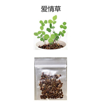 爱情草情思草幸运草种籽桌面迷你种草小盆栽水培水养土培爱情草 图片价格品牌报价 京东