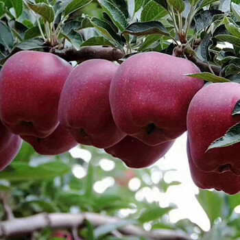 盆栽种陕西晨阳特大蜜脆甜红富士苹果苗嫁接苹果耐寒树苗当年结果