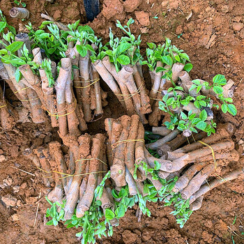 食用种苗葛根苗扦插苗地栽无渣粉葛苗葛根种植菜葛种籽指导 粉葛种苗