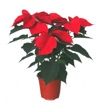 樱霞一品红盆栽植物花大真花圣诞红大红花盆栽 2年 不含盆