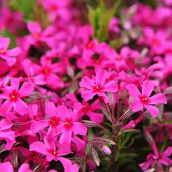 果小仔*芝櫻花苗芝櫻苗叢生福祿考多年生地被植物盆栽陽臺基地直髮 玫