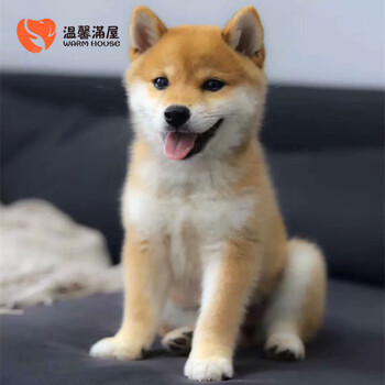温馨满屋柴犬幼犬纯种活体小幼崽日本中型宠物狗赤柴豆柴黑柴白柴犬舍狗狗血统级公 图片价格品牌报价 京东