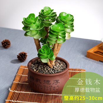 植物多肉植物新款含盆带土老桩盆栽植物室内绿植小盆栽盆景厚德载物紫砂收口盆 金钱木 带盆栽好 图片价格品牌报价 京东
