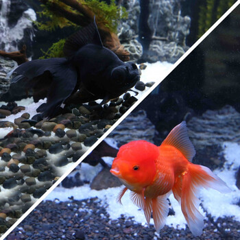 萌萌哒冷水鱼丹顶红狮子头珍珠金鱼金鱼活体鹤顶红狮头观赏鱼鸿运当头