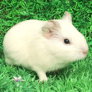 荷兰猪活物宠物豚鼠天竺鼠小宠物荷兰猪活体 纯白色1只(公母可备注)