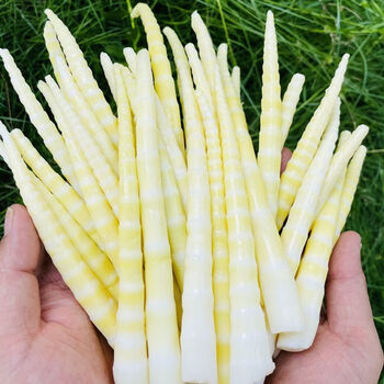 小笋竹笋新鲜春笋嫩笋尖新鲜小竹笋火锅笋鲜笋嫩竹笋商用笋尖5oog袋