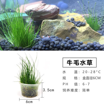 宝熙中后景活体懒人水草阴性真水草鱼缸装饰水族箱植物造景有经类水草牛毛水草 图片价格品牌报价 京东